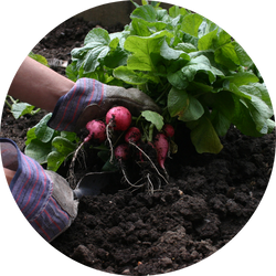 Des radis dans un potager