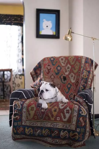 Un bulldog blanc sur un fauteuil dans un salon