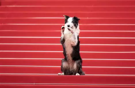 Un chien noir et blanc debout sur les marches du tapis rouge