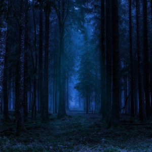 Une forêt la nuit