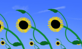 Tournesol