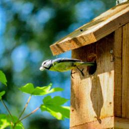 Un oiseau sur un perchoir