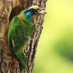 un oiseau sur un arbre