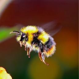animation Petites bestioles : papillons, bourdons et coccinelles…