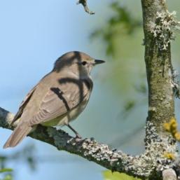 animation Le chant des oiseaux