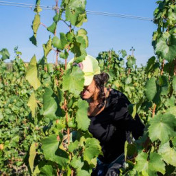 détails sur l'Exposition Affections