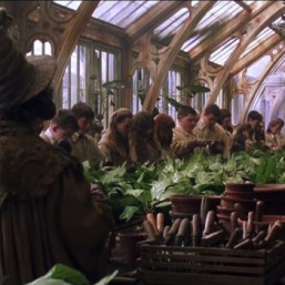 détails sur l'Atelier Chouettes et hiboux d'Harry Potter