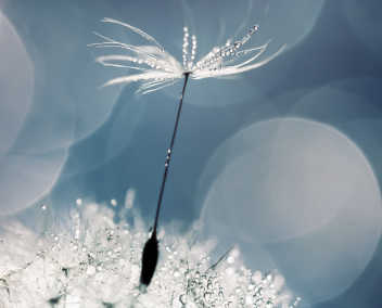 vers l'article sur l'appel à poèmes