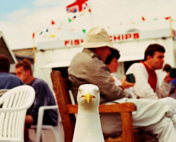 Photographie d'une mouette par Martin Parr