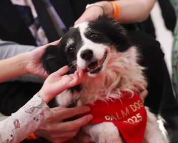 Vers l'article sur la Palme Dog 