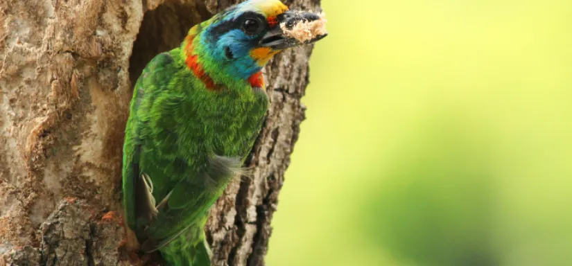 un oiseau dans le trou d'un arbre
