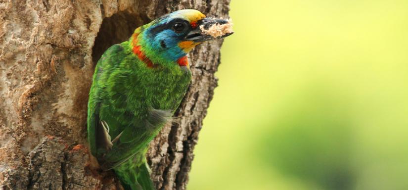 un oiseau dans le trou d'un arbre